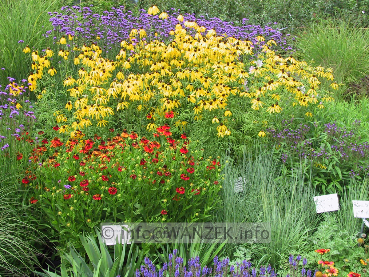 Ratibida columnifera Yellow Mexican Hat 03.JPG